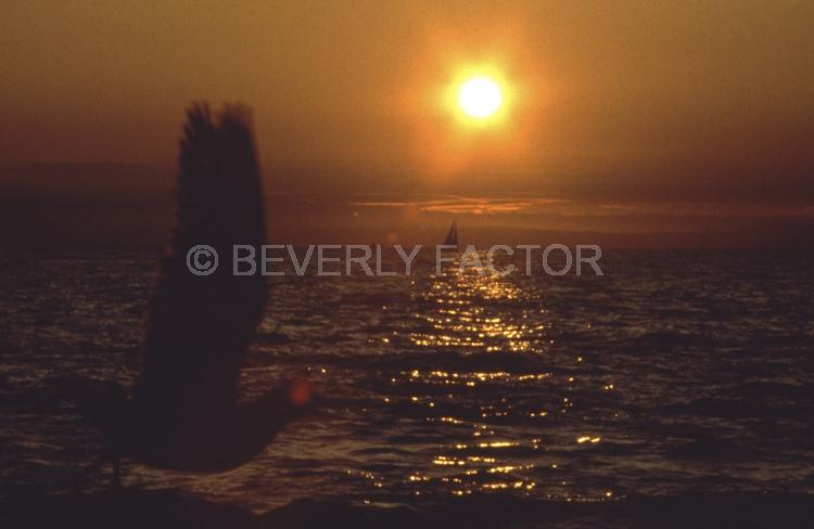 Island;Sunset;sky;sun;water;red;sillouettes;ocean;San Diego;bird